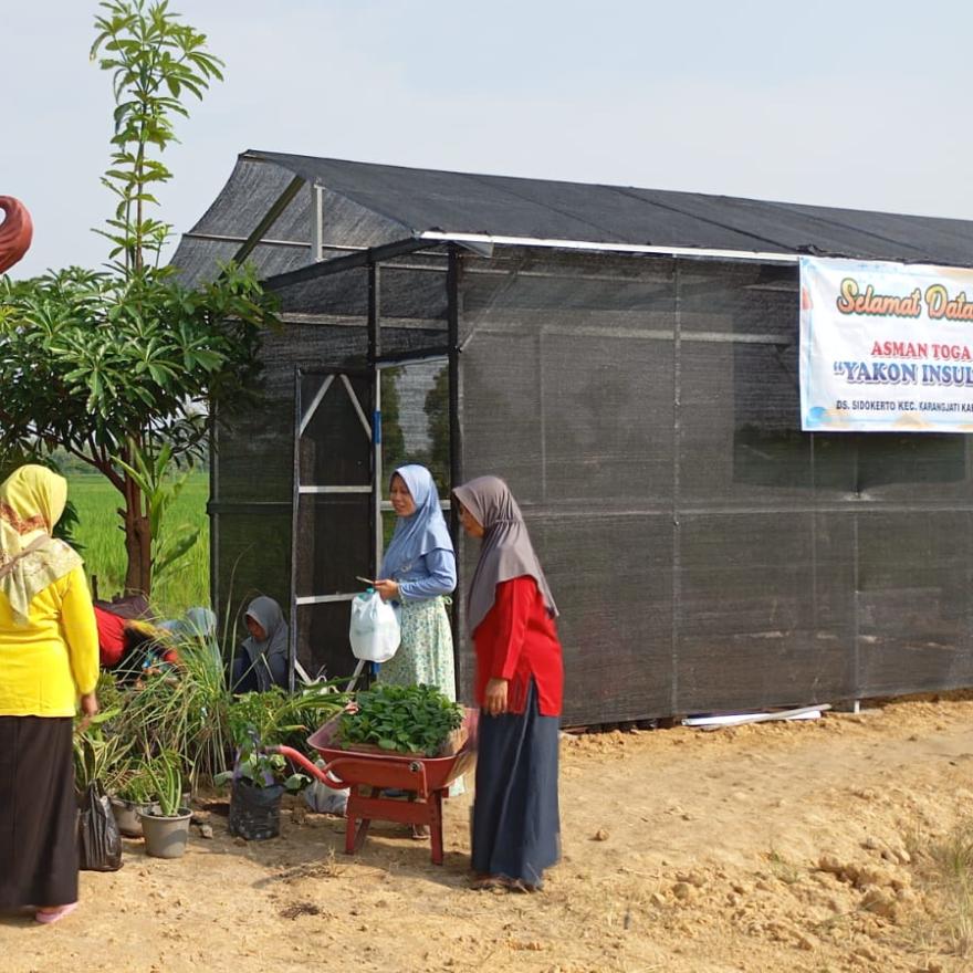 Pembuatan Green house Asman toga di Dusun sambong Langkah Baru menuju desa sehat